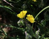 Helianthemum nummularium