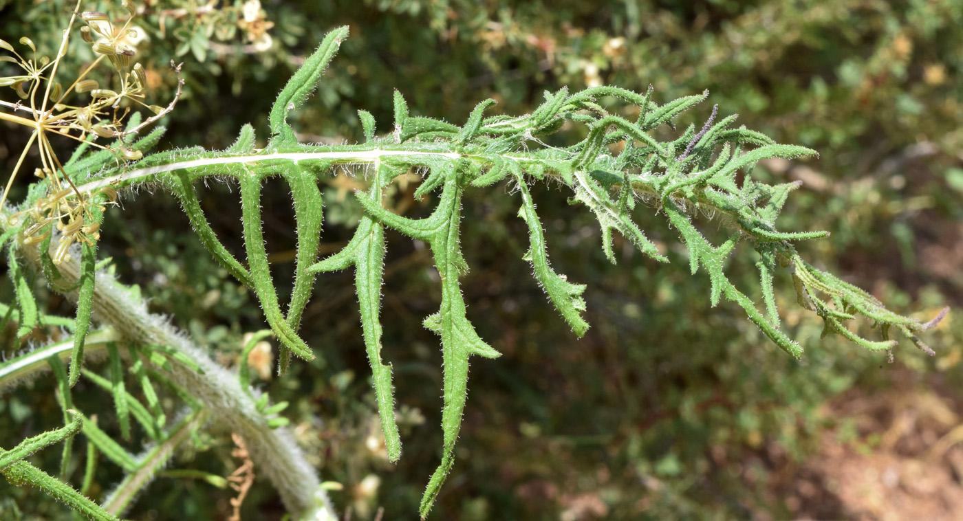 Image of Jurinea maxima specimen.