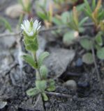 Cerastium glutinosum