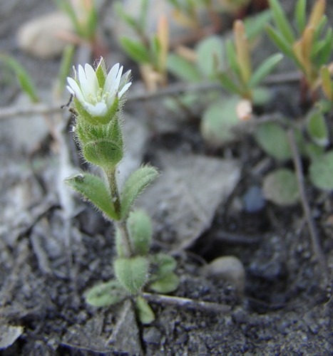 Изображение особи Cerastium glutinosum.