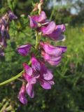 Vicia amoena. Соцветие. Новосибирская обл., г. Новосибирск, окр. Академгородка, побережье Новосибирского вдхр., луговая поляна среди прибрежной древесно-кустарниковой растительности. 5 августа 2017 г.