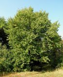 Carpinus betulus
