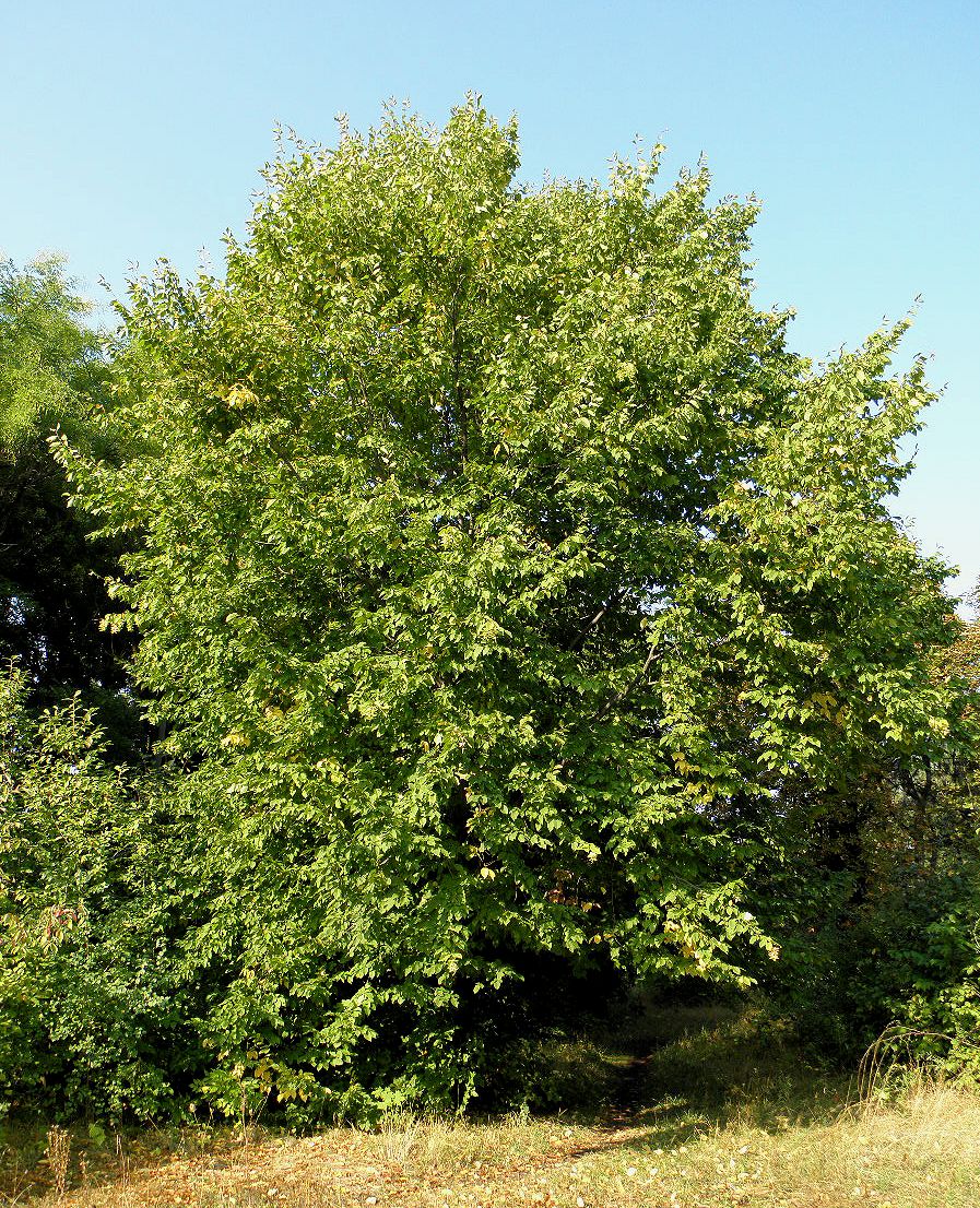 Изображение особи Carpinus betulus.