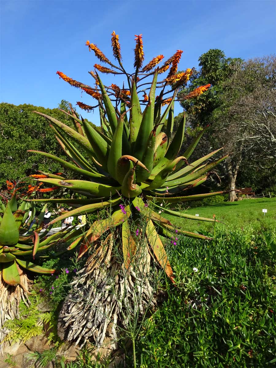 Изображение особи Aloe marlothii.