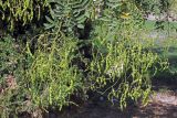 Styphnolobium japonicum