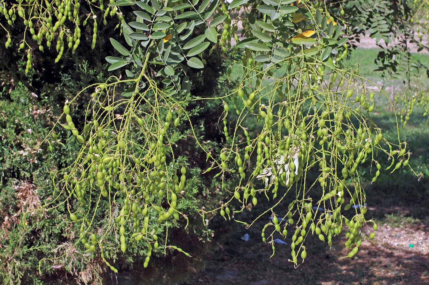 Изображение особи Styphnolobium japonicum.