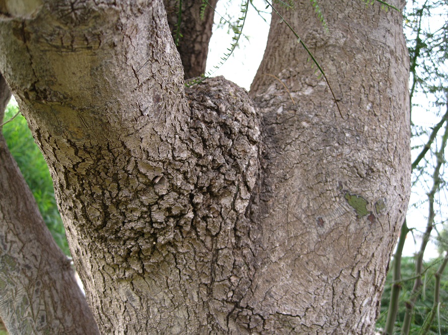 Изображение особи Parkinsonia aculeata.