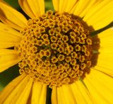 Heliopsis helianthoides ssp. scabra