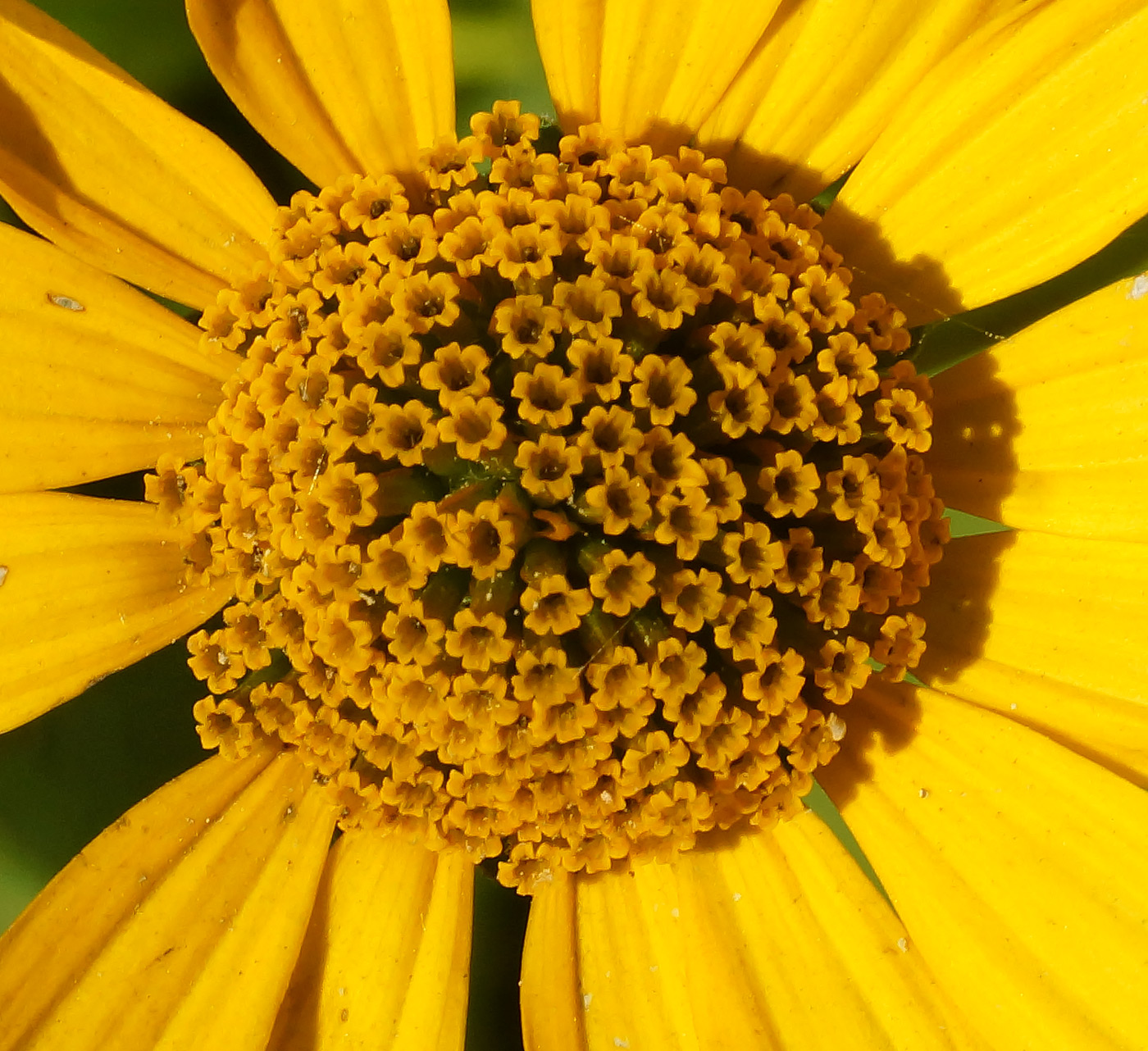 Изображение особи Heliopsis helianthoides ssp. scabra.