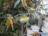 Syzygium jambos. Ветвь с соцветиями, поражённая грибком (Puccinia psidii). Австралия, г. Брисбен, частная застройка, в культуре. 09.10.2016.