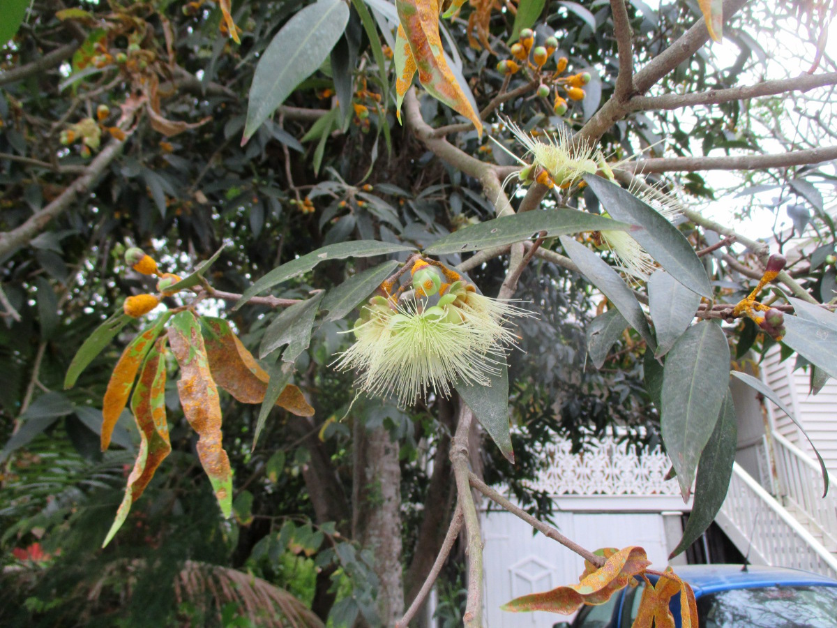 Image of Syzygium jambos specimen.