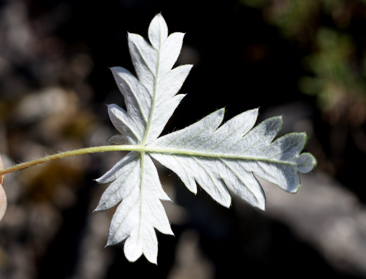 Image of Potentilla arenosa specimen.