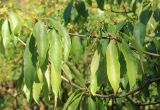Pittosporum napaulense