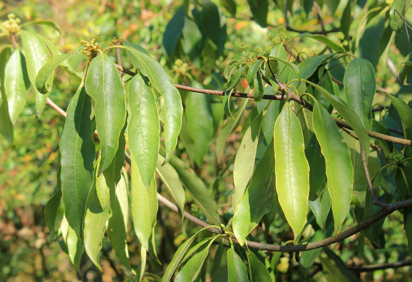Image of Pittosporum napaulense specimen.