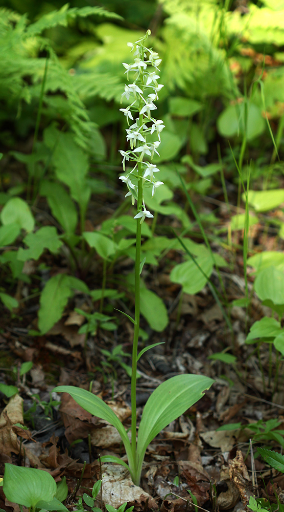 Image of Platanthera &times; mixta specimen.