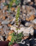 Schizonepeta annua. Верхушка побега с соцветием. Алтай, Чуйская степь, окр. села Кош-Агач, ≈ 1700 м н.у.м., каменистый сухой склон. 13.06.2017.
