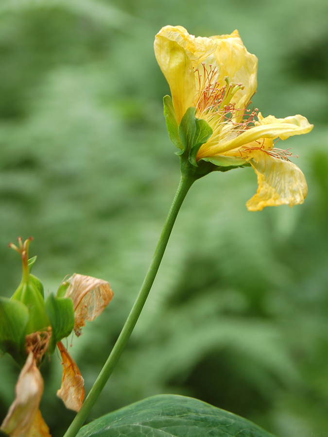 Image of Hypericum ascyron specimen.