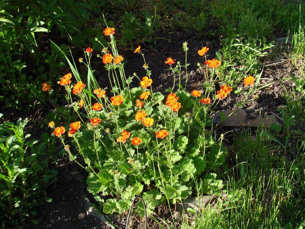 Image of Geum quellyon specimen.