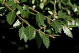 Zelkova abelicea