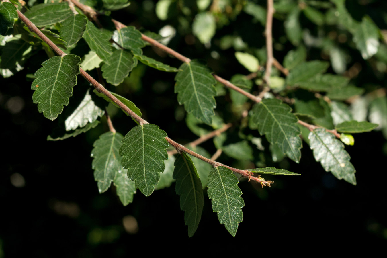 Image of Zelkova abelicea specimen.