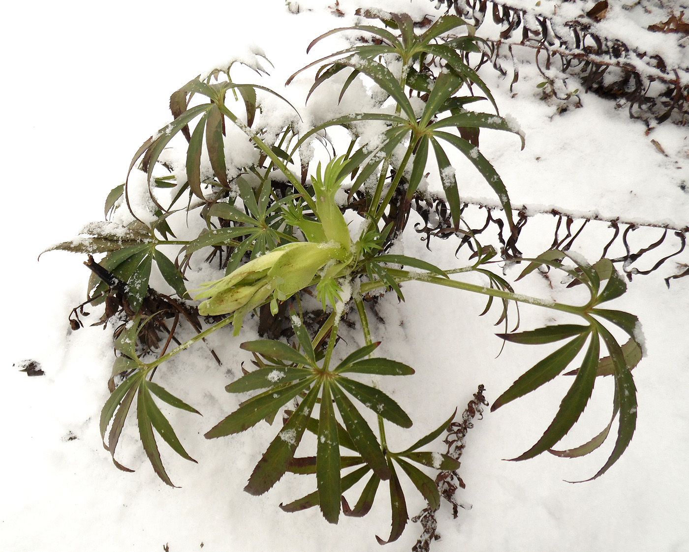 Изображение особи Helleborus foetidus.