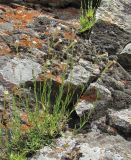 Silene linearifolia