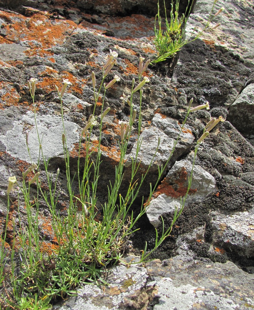 Изображение особи Silene linearifolia.