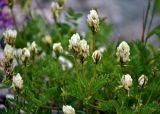 Astragalus freynii. Верхушки побегов с соцветиями. Адыгея, Фишт-Оштеновский массив, верховья р. Белая, ≈ 1600 м н.у.м., каменистый берег реки. 05.07.2017.