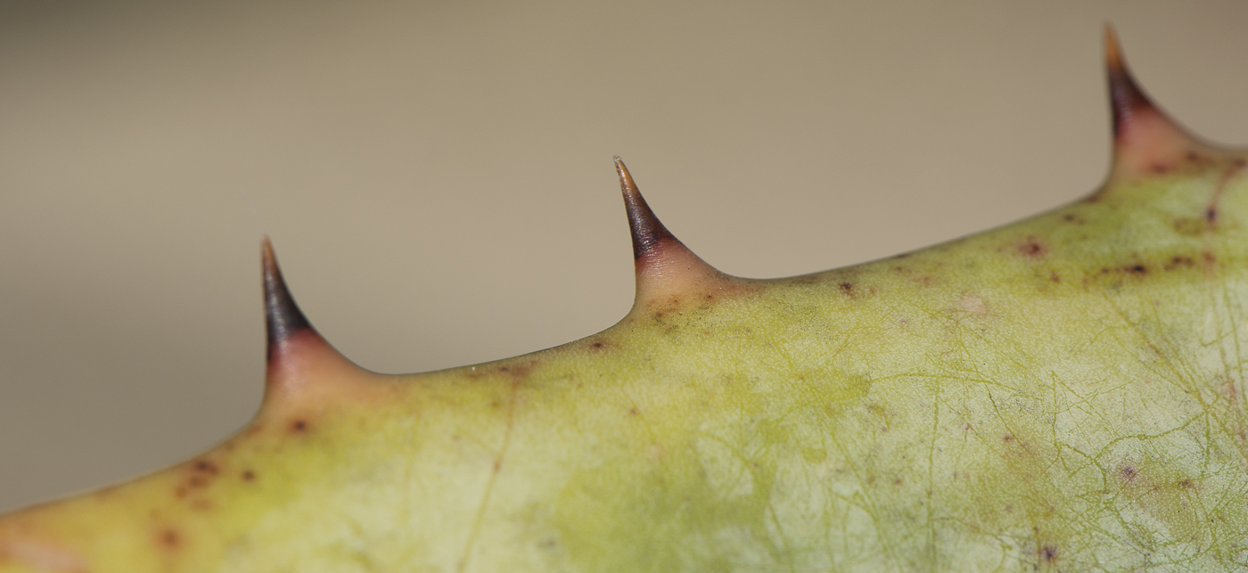 Image of Aloe marlothii specimen.