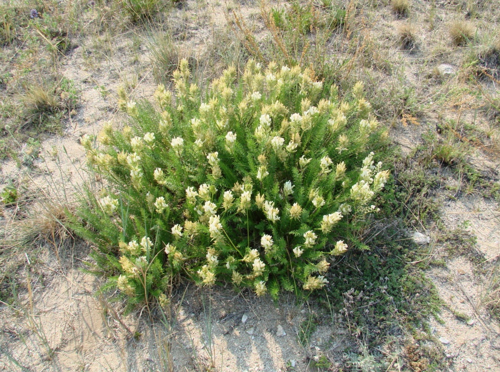 Image of Oxytropis muricata specimen.