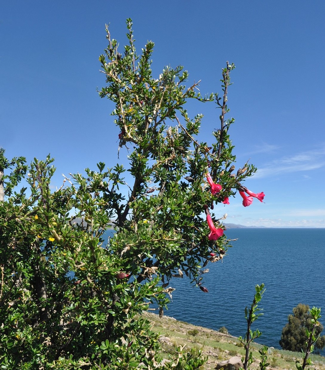 Image of Cantua buxifolia specimen.