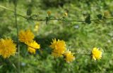 Kerria japonica var. pleniflora