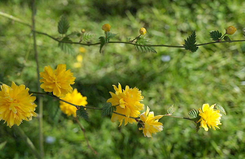 Изображение особи Kerria japonica var. pleniflora.