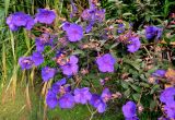 Tibouchina urvilleana