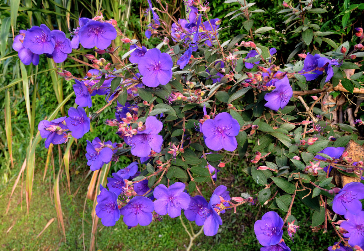 Изображение особи Tibouchina urvilleana.