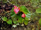 Begonia cucullata. Цветущее и плодоносящее растение. Малайзия, Камеронское нагорье, окр. г. Бринчанг, чайные плантации Бох, ≈ 1600 м н.у.м., опушка влажного тропического леса на окраине чайной плантации. 03.05.2017.