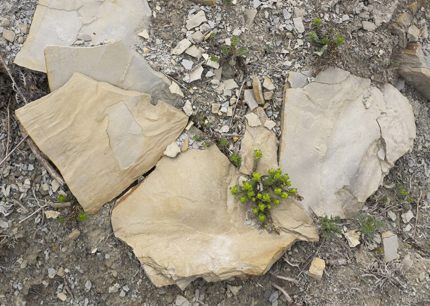 Image of Cruciata laevipes specimen.