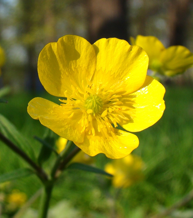 Изображение особи Ranunculus constantinopolitanus.