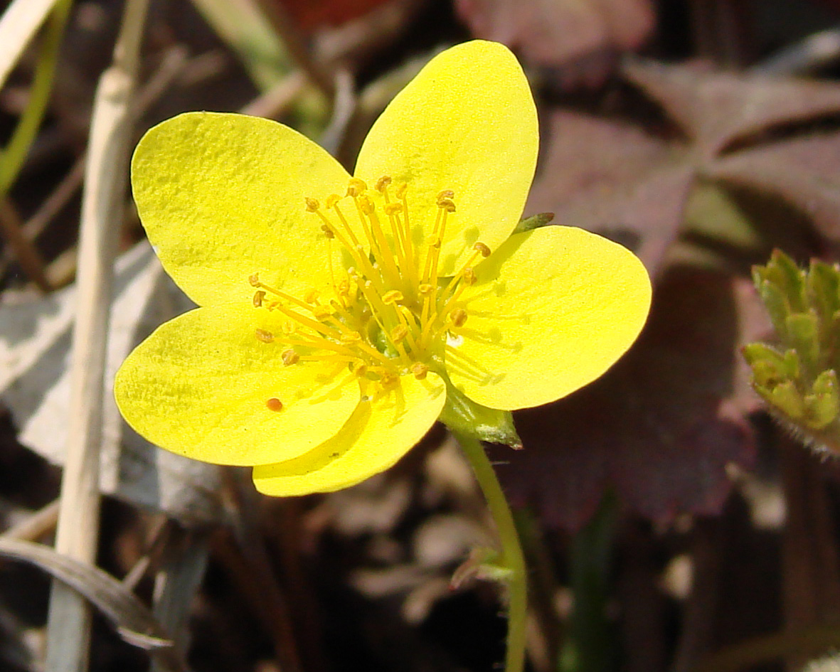 Image of Waldsteinia ternata ssp. maximowicziana specimen.