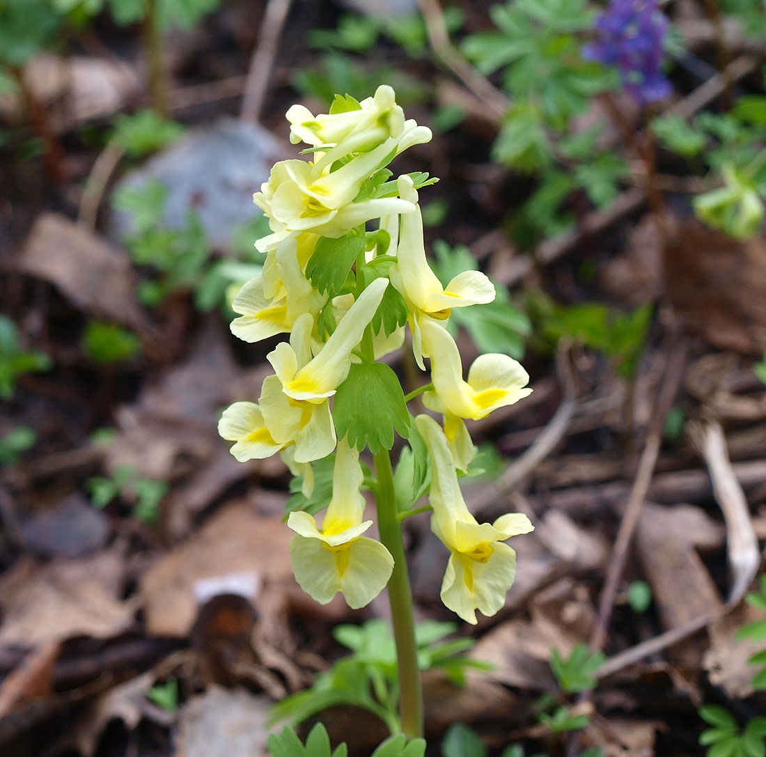 Image of Corydalis bracteata specimen.