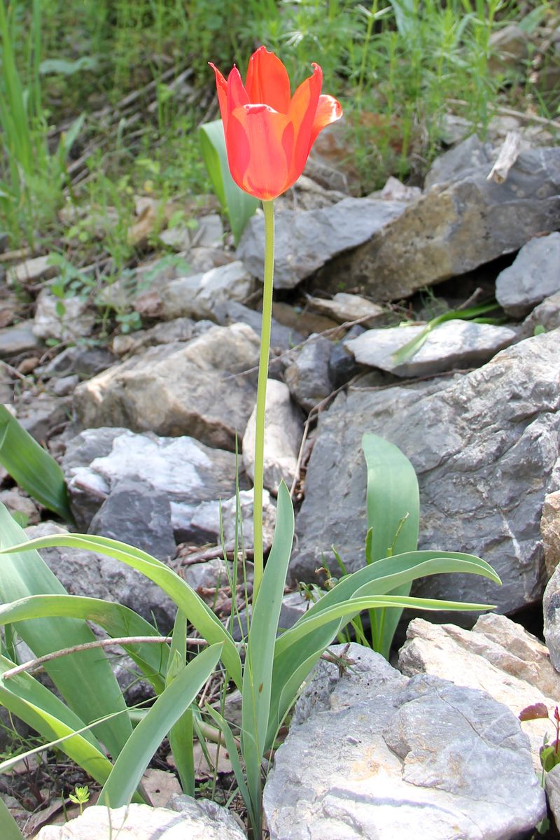 Изображение особи Tulipa butkovii.