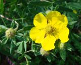 Dasiphora fruticosa. Цветок и бутоны. Якутия, Мирнинский р-н, окр. пос. Светлый, берег р. Вилюй. 05.07.2009.