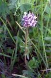 Valeriana dubia