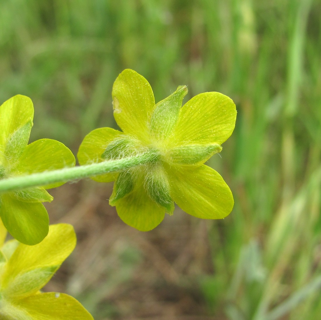 Image of Ranunculus oxyspermus specimen.