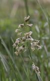 Hierochloe hirta