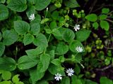Stellaria nemorum. Верхушка цветущего растения. Московская обл., Орехово-Зуевский р-н, долина р. Нерская, хвойно-лиственный лес. 14.06.2018.