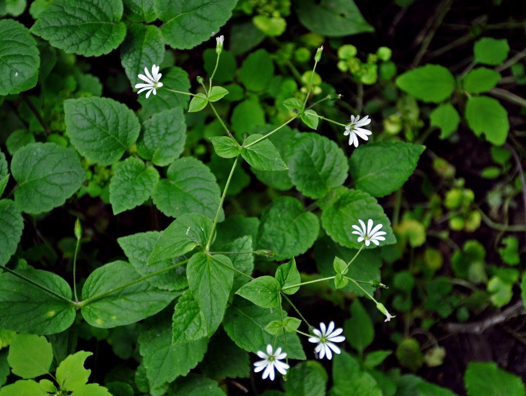 Изображение особи Stellaria nemorum.