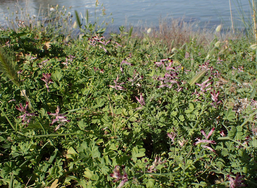 Image of Fumaria bastardii specimen.