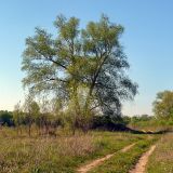 Salix alba