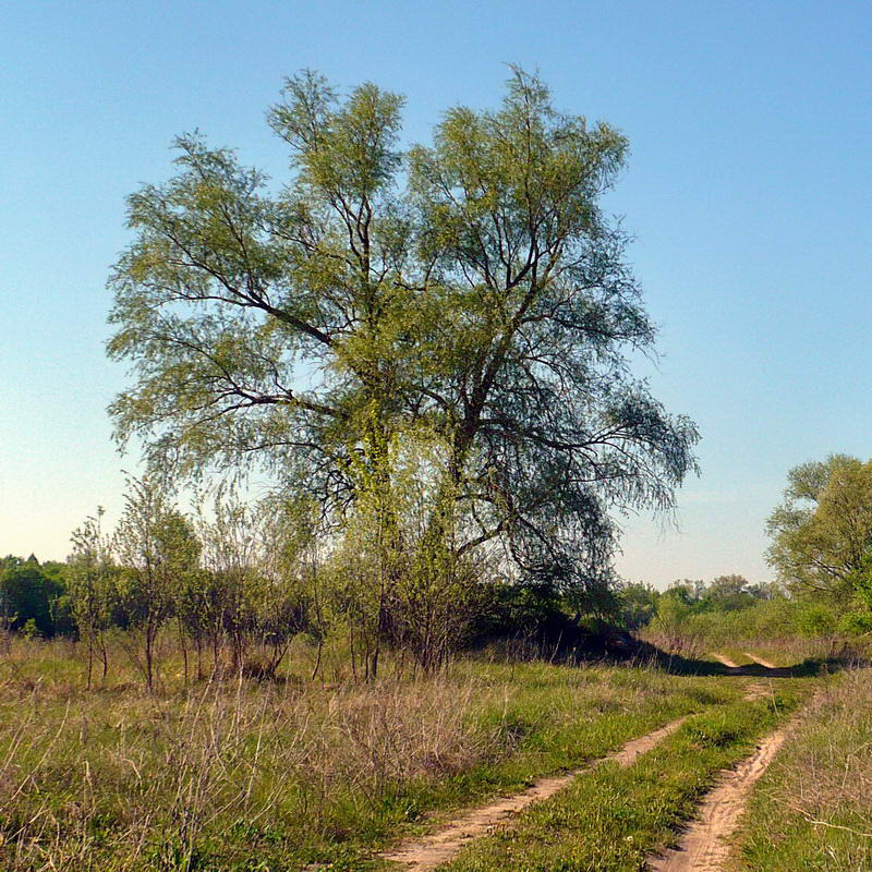 Image of Salix alba specimen.